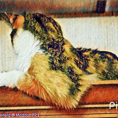 『Bogey's Tale:How a Cat Sanctuary Comes to Life』のカバーアート