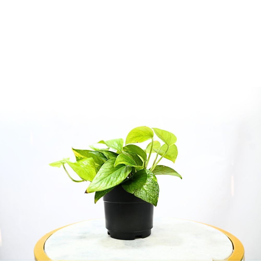 Nayra Money Plant - Green Indoor Plant with Pot -2 Nayra Money Plant - Green Indoor Plant with Pot -2
