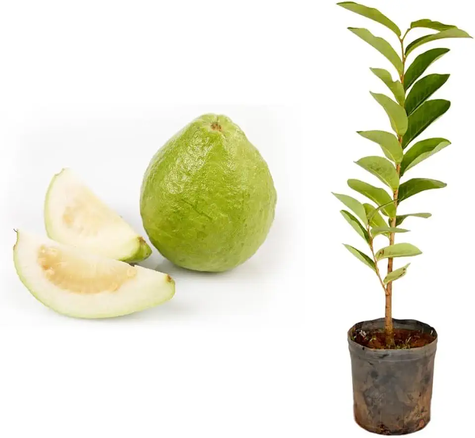 Muda de Goiaba Branca (Psidium guajava) Altura de 20 a 40cm – planta frutífera tropical, ideal para vasos ou solo, frutos doces e suculentos, cultivo doméstico, pomares e quintai