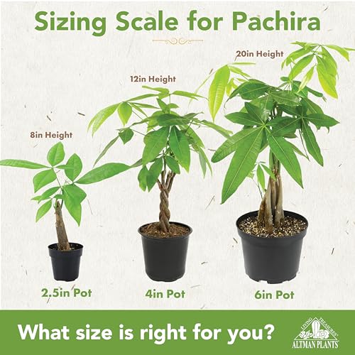 Image of Altman Plants, Live Money Tree Plant, Pachira Aquatica Money Tree, Feng Shui Money Tree Pachira Aquatica Plant, Pachira Plant Bonsai Tree in Planter Pot with Soil, Money Tree Plant Indoor Plants