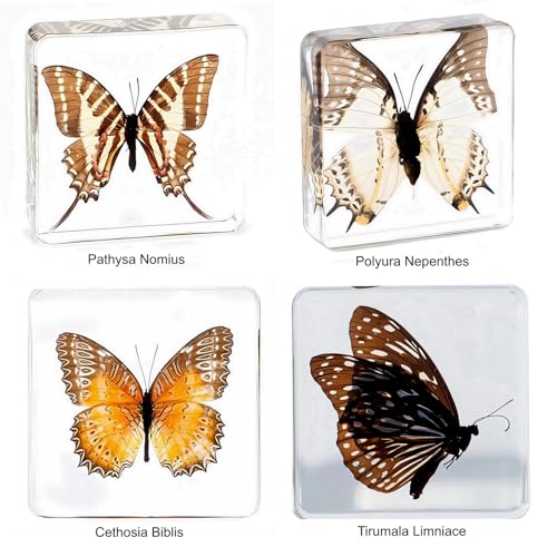 Image of Taxidermy Butterfly, Real Insect Butterfly Specimens in Resin Preserved, Clear for Closer-Look & Study, Science Educational Classroom Specimen, Decor Ornament, Amazing Gift (C, 3.0x3.0x0.8-inch)