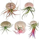 5 Pack Mini Sea Urchin Shell Hanging Pot-Air Plant Holder Hanging Decorative Cute Tillandsia Succulent Display Container with Rustic Ropes for Home Garden Beach Theme Party Wall Indoor Outdoor Decors