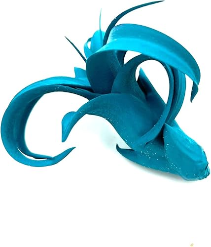 Miniatura 3 de ragnaroc Air Plants - Tillandsia Xerographica Pup teñido, grande de 2-4 pulgadas (verde azulado Miami) - 1 unidad - Llegada en vivo garantizada -