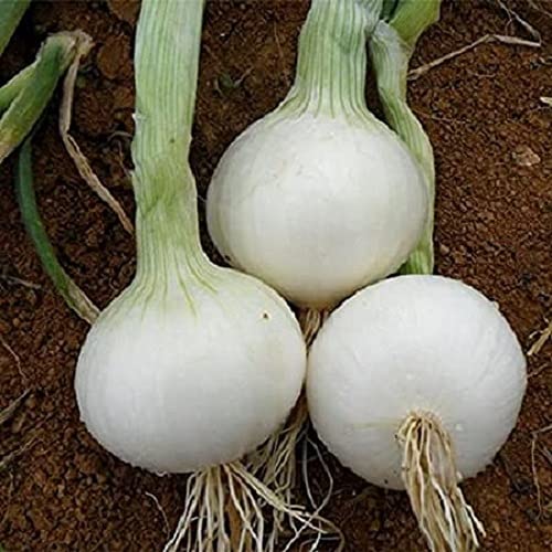 GARDENIFY INDIA WHITE ONION SEEDS (300 SEEDS/PACKET) (B094HV9MYL) Amazon Price History, Amazon Price Tracker