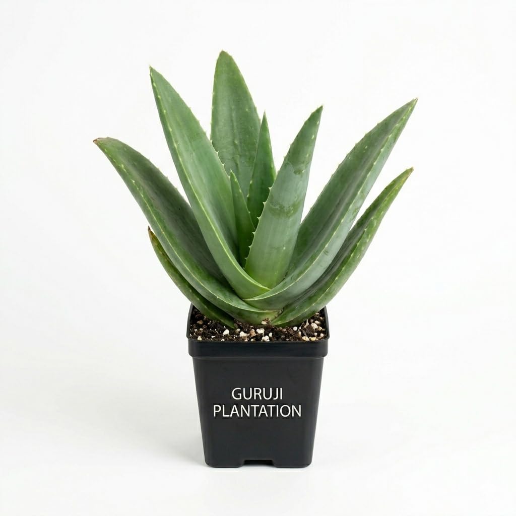 Guruji Plantation Aloe Vera Broad Leaf (Gwarpatha) Medicinal Succulent Skin Care Easy Grow Live Plant for Home Garden Pack of 1-image-3