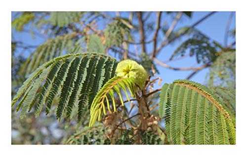RP Seeds Albizzia lophantha [syn. Paraserianthes] (Plume Albizzia) - 10 Seeds