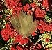 RATREE 888 100 Pcs 4-5 Inch Olive Green Skeleton Leaves Rubber Tree Natural Scrapbook Craft Card DIY Craft Using for Crafts, Bouquets, Scrapbooks, Decorations, Greeting Cards, Wedding Gifts