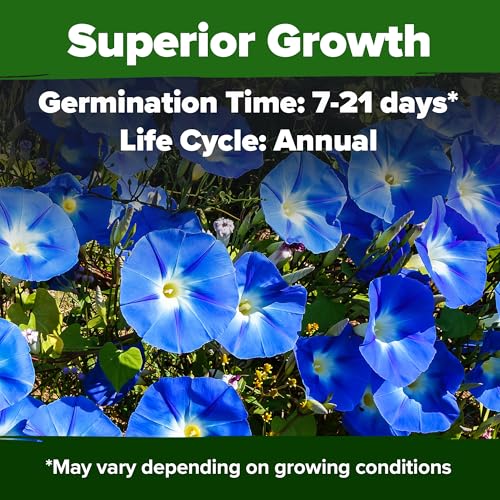 Image of HOME GROWN Heavenly Blue Morning Glory - 150 Heirloom Seeds for Planting, Ideal for a Flower Garden that Attracts Pollinators and Birds (Ipomoea Tricolor)