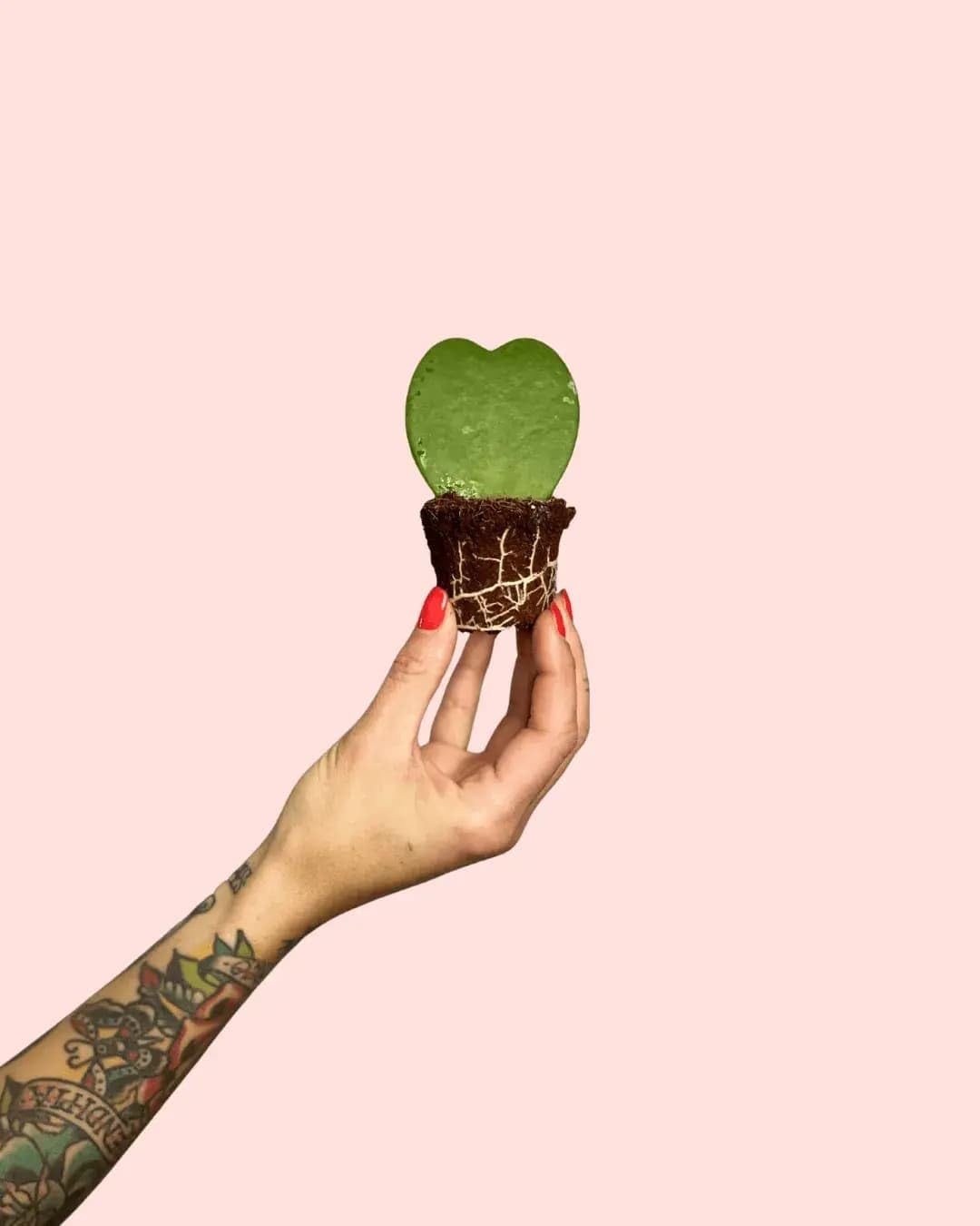 PUR PLANT Hoya Kerrii Mini | Planta Corazón Natural Pet Friendly | Planta de Interior Decorativa | Maceta de Ø6 cm