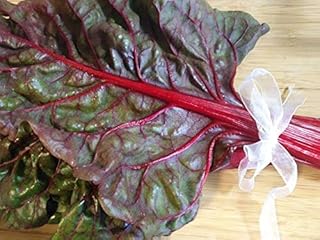 Hundredfold Ruby Red Rhubarb Swiss Chard 200 Vegetable Seeds - Beta vulgaris European Heirloom