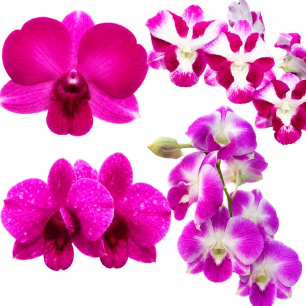 Beginner Orchid Kit in Plastic pot | Beginners kit-image-26