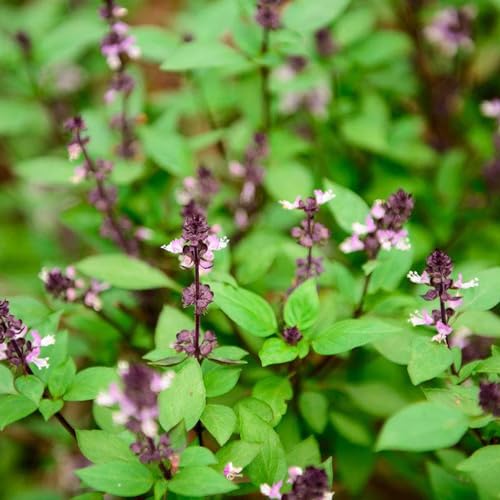 semi di basilico resistente - aiuole rialzate giardino biologici 150pcs