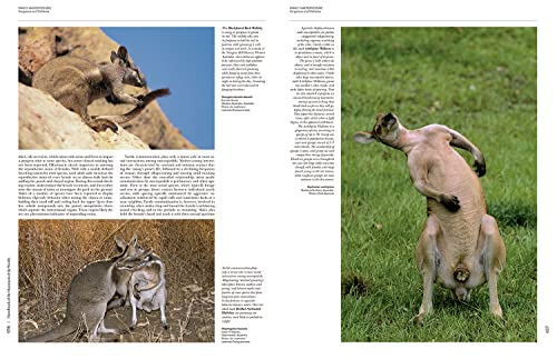 Handbook of the Mammals of the World - Volume 5: Monotremes and Marsupials (Handbook of Mammals of the World) - Image 11