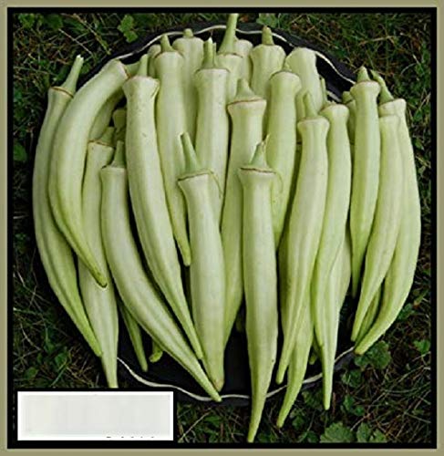 Vibex-™ PUSA-925-Heirloom F1 Hybrid variety White okra Seeds (B08RDCQRVR) Amazon Price History, Amazon Price Tracker
