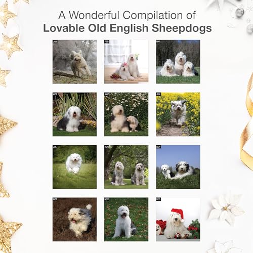 Image of RED EMBER Old English Sheepdogs 2026 Wall Calendar 12 Month | 12 inch x 24 inch Open | Thick & Sturdy Paper | Giftable | Cute Puppy Dog Calendar 2026