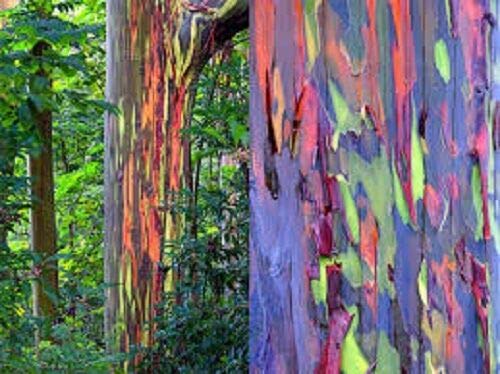seeds 40pcs Rainbow Eucalyptus Plant seeds