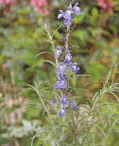Salvia Sage Azurea Semillas Perennes