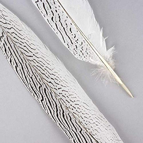 1 Pc Silver Natural Pheasant Feathers 10''-16''