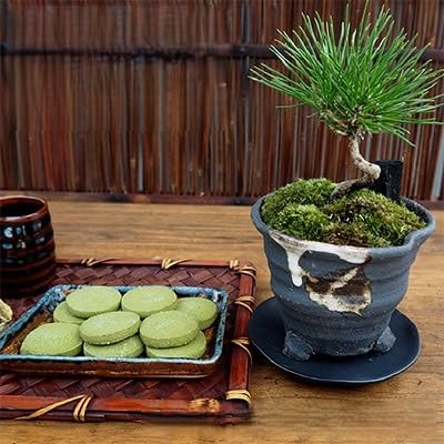 黒松盆栽&抹茶クッキーセット