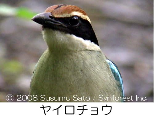 Amazon Co Jp シンフォレストdvd 日本百鳴鳥 映像と鳴き声で愉しむ野鳥図鑑 Dvd ブルーレイ