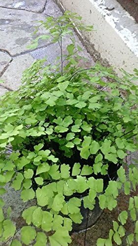 Live Pacific Maid Maidenhair Fern Plant Fit 4" Pot Easy to Grow