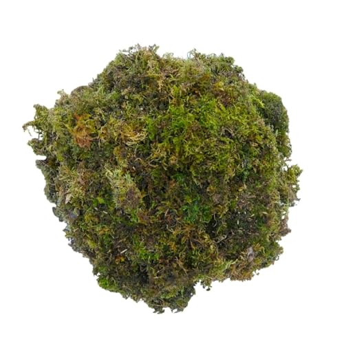 Image of Natural Dried Moss Grass Preserved for Pots and Moss Grass for Bonsai with The Nice Green Appearance for Home and Garden - 1 KG