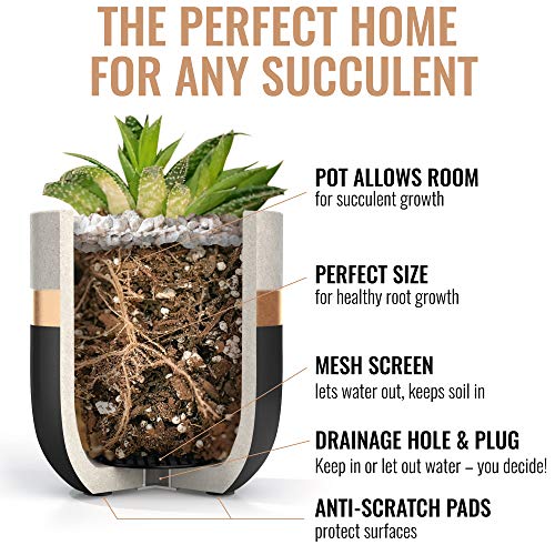 3 inch Small Succulent Pots with Drainage - Set of 3 Concrete Planter Pots for Succulent Plants - Cement Planter Cactus Pots - Use as Succulent Planter, Cactus Pot, Mini Succulent Pots, Cactus Planter