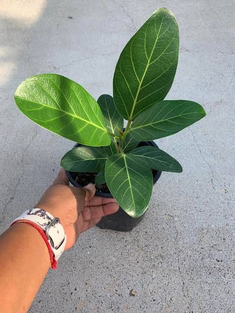 MVKR Live Ficus Benghalensis tree, Banyan, Bargad Plant I (B0BTJ8CRSJ) Amazon Price History, Amazon Price Tracker