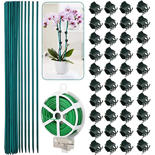 Blanketswarm 40 clips de plástico para orquídeas, 40 piezas de juego de estacas de bambú verde para plantas de madera con lazos de jardín para apoyar tallos de vid para crecer verticalmente Cover