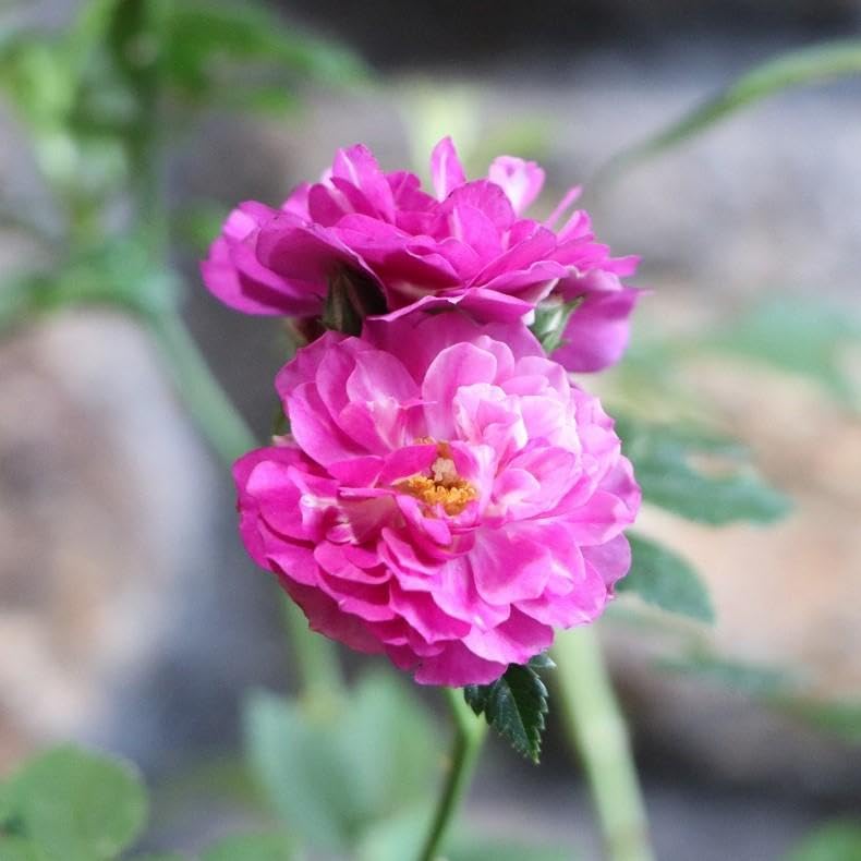 Amazon.co.jp: 四季咲き ミニバラ スイートチャリオット 3〜3.5号