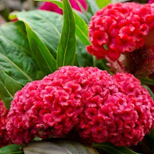 Mix Cockscomb Seeds, Celosia Cristata Seeds, Non-Genetically Modified Seeds (100 Seeds) #TOP1