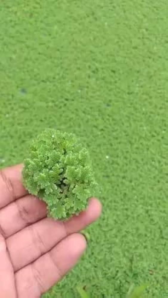 Fresh Live Floating Aquatic Plant for Natural Pond Health and Organic Garden Fertilizing (1400 Live Healthy Plant Seeds)-image-27