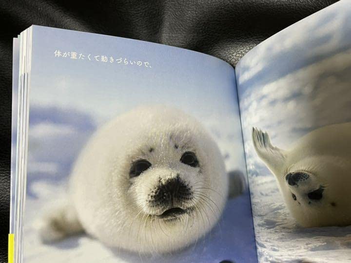 ⭐️希少SWAROVSKI 廃番品 アザラシの赤ちゃん⭐️ ⭐️希少SWAROVSKI 廃番品 アザラシの赤ちゃん⭐️ SWAROVSKI