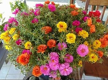 10 o clock flower plant seeds,high germination (30 seeds) (B0CHNZYJS9) Amazon Price History, Amazon Price Tracker