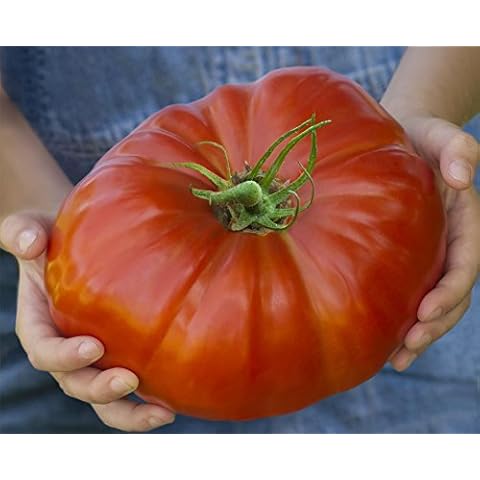 JustSeed Gigantomo Tomato Vegetable Seeds Cover