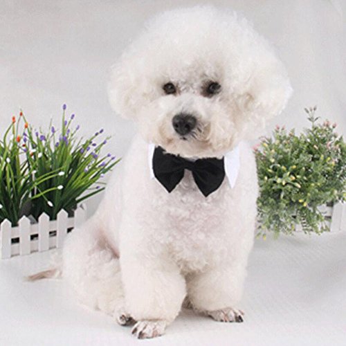 Diyafas 2 x Baumwolle Haustier Fliege Hundekrawatte Katzen Welpen Formelle Halsband Halsketten Einstellbar Krawatte Bowknot für Hochzeit Party