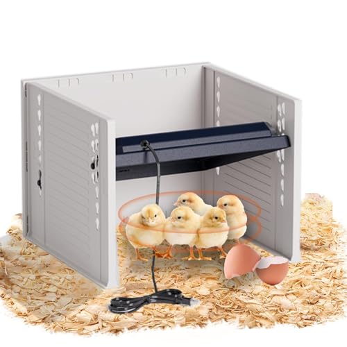 Couveuse poulet rutine et poussins au chaud dans votre poulailler
