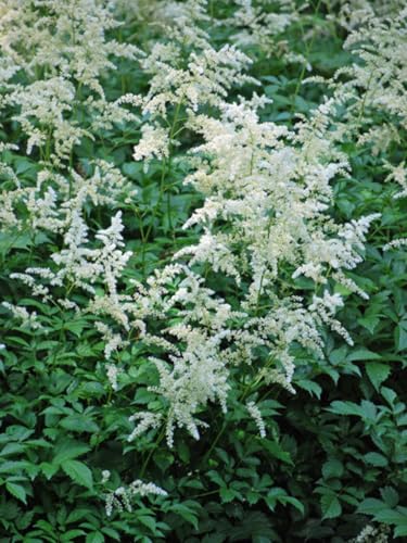 Perennial Farm Marketplace Astilbe j. 'Deutschland' (False Spirea) Perennial, Size-#1 Container, White Flowers