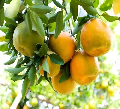 GreenCaart Sweet Nagpur Mandarin Variety Orange Hybrid Grafted He...