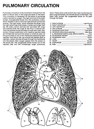 image for Dover Publications Human Anatomy Coloring Book: an Entertaining and In