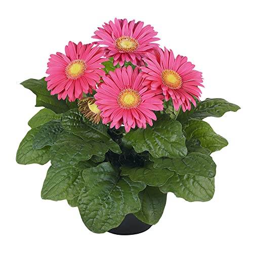 Margarita Africana Natural - Flor de Exterior Ideal para Macetas