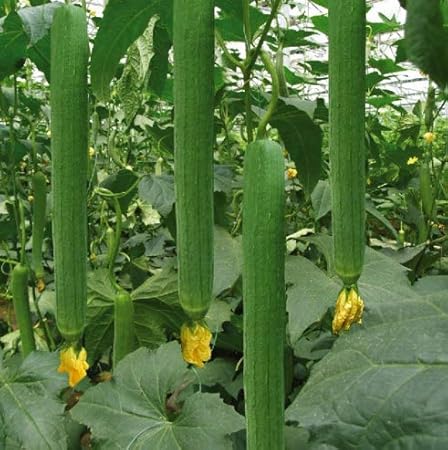plantogallery vegatables seeds Sponge Guard F1 Hybrid Seeds For Kitchen Garden Seeds (1pkt 50GM), (LG-PLFB-261)