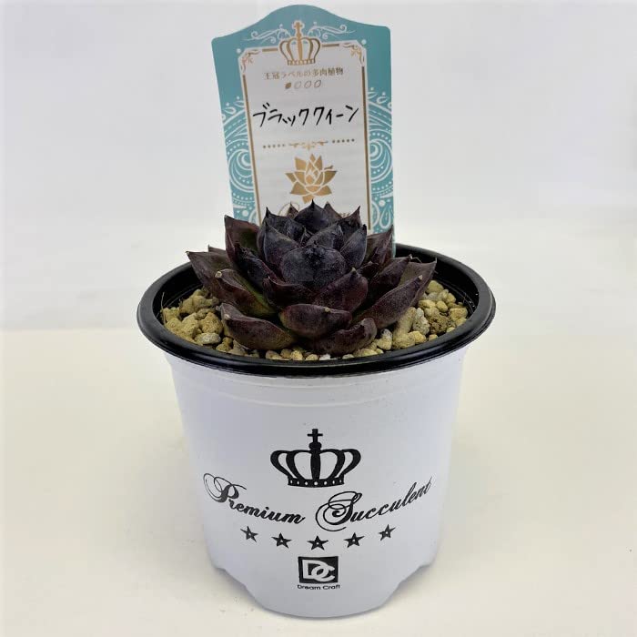 Amazon.co.jp: 多肉植物 エケベリア ブラッククイーン 9cm ポット