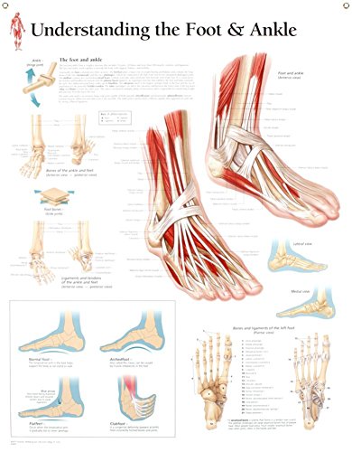 Understanding the Foot &amp; Ankle chart: Laminated Wall Chart