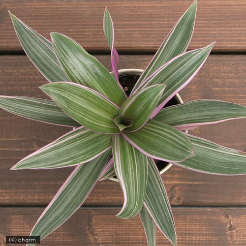 万年青　オモト　斑入り　3点セット❗ Amazon｜（観葉植物）ムラサキオモト 3．5号（1ポット