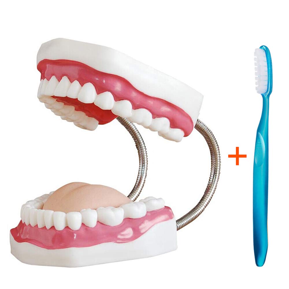 Modello di Studio Anatomico per Tecniche di Spazzolatura Dentale, Aiuto allo Studio per l'Igiene Dentale, Modello Educativo per Studenti e Professionisti