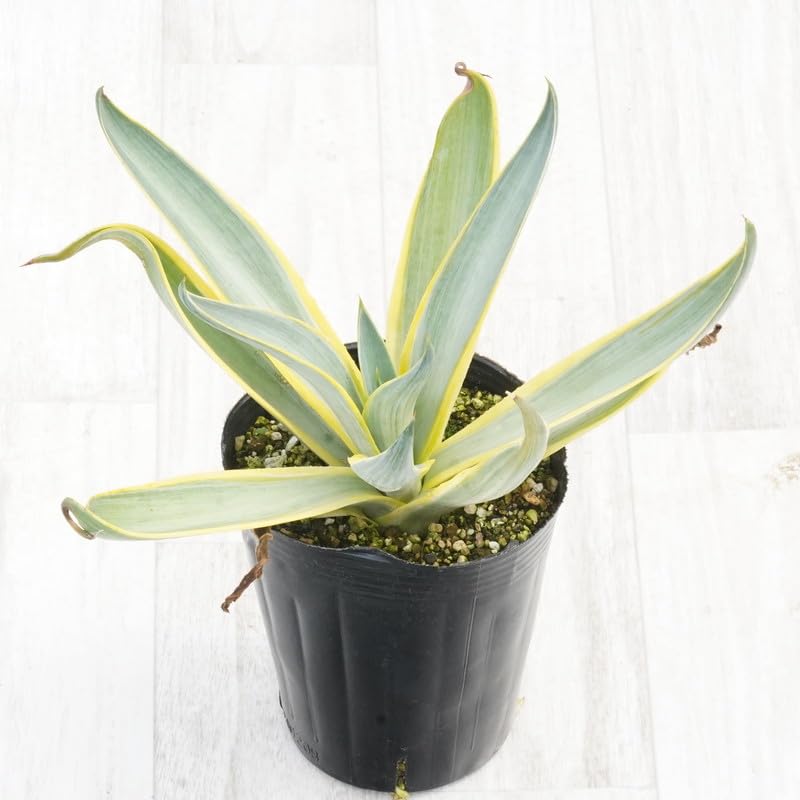 多肉植物 アガベ デスメティアナ ブルームーン / 銀河旅人小株 11株 発根済 多肉植物 アガベ デスメティアナ ブルームーン / 銀河旅人小株 11株 発根済