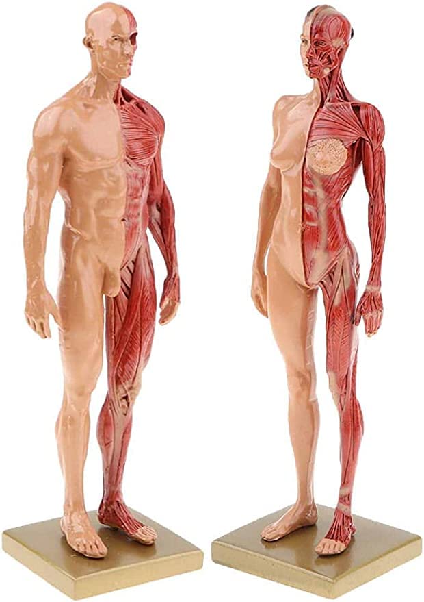 男性と女性 人体モデル 人体模型 1セット 約30cm 人体筋肉模型 樹脂 Amazon.co.jp: 男性と女性 人体モデル 人体模型 1セット 11インチ 約