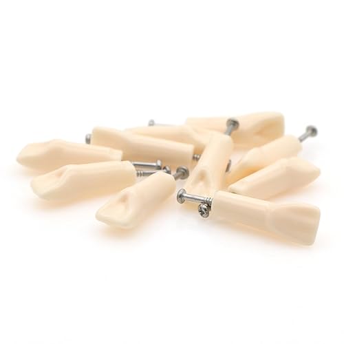 Modelo de estudio de dientes de práctica de Typodont dental, modelo de estudio, dientes de repuesto individual, enseñanza de estudiantes,