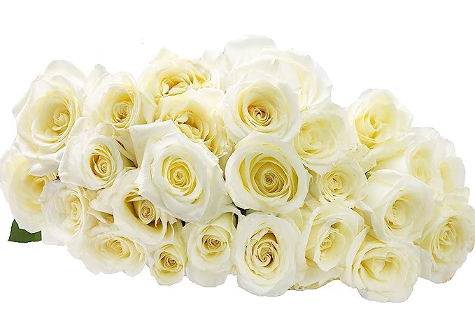 Blooms2Door Prime Next Day Delivery - Colección para el Día de la Madre - 25 rosas blancas (fresco-fresca - 19.7 in) - Granja directa al por mayor